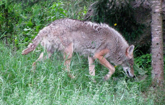 UPDATE: San Leandro Police Safely Relocate Injured Coyote, Advise Caution After Recent Sightings