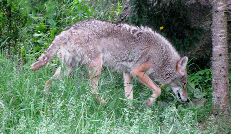 UPDATE: San Leandro Police Safely Relocate Injured Coyote, Advise Caution After Recent Sightings