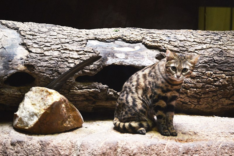 Utah’s Hogle Zoo Sends Endangered Black-footed Cat Gaia to Waco's Cameron Park Zoo for Breeding and Conservation Efforts