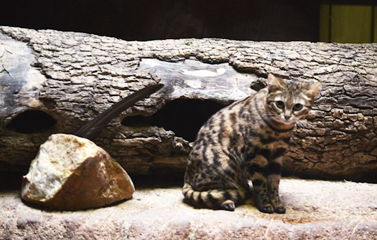 Utah’s Hogle Zoo Sends Endangered Black-footed Cat Gaia to Waco's Cameron Park Zoo for Breeding and Conservation Efforts