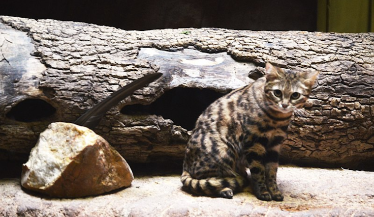 Utah’s Hogle Zoo Sends Endangered Black-footed Cat Gaia to Waco's Cameron Park Zoo for Breeding and Conservation Efforts