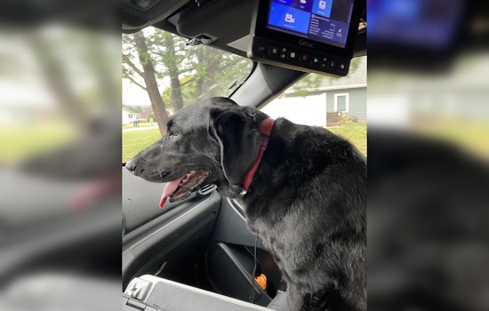 Wabasha Community Rallies to Reunite Lost Black Lab with Owner through Social Media Efforts