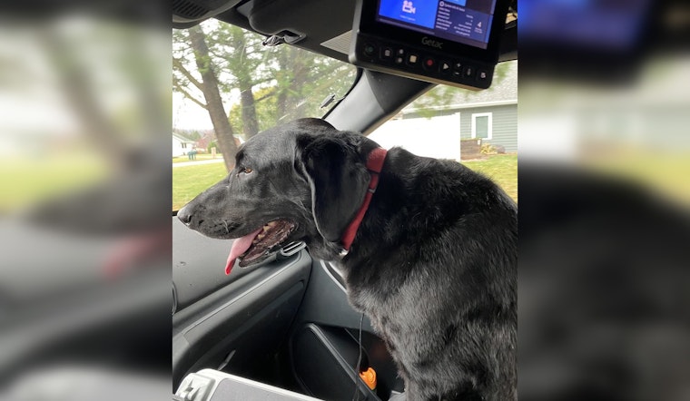 Wabasha Community Rallies to Reunite Lost Black Lab with Owner through Social Media Efforts