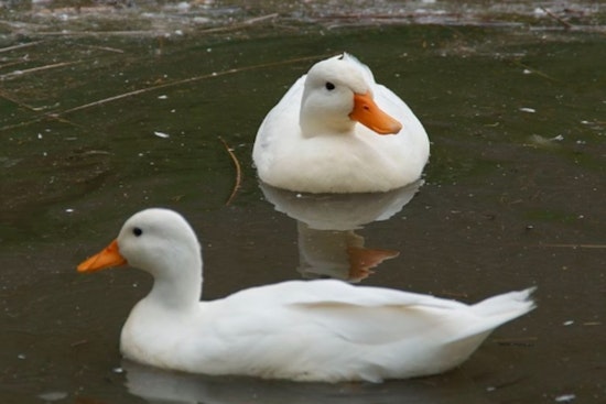Wahiawa Bird Sanctuary Decimated by Hawaii's First Confirmed Avian Flu Outbreak, Over 70 Birds Lost