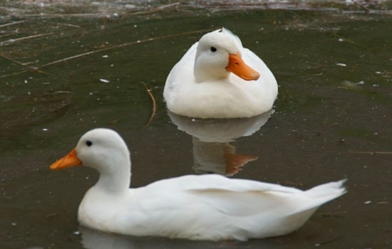 Wahiawa Bird Sanctuary Decimated by Hawaii's First Confirmed Avian Flu Outbreak, Over 70 Birds Lost