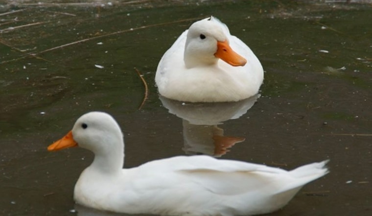Wahiawa Bird Sanctuary Decimated by Hawaii's First Confirmed Avian Flu Outbreak, Over 70 Birds Lost