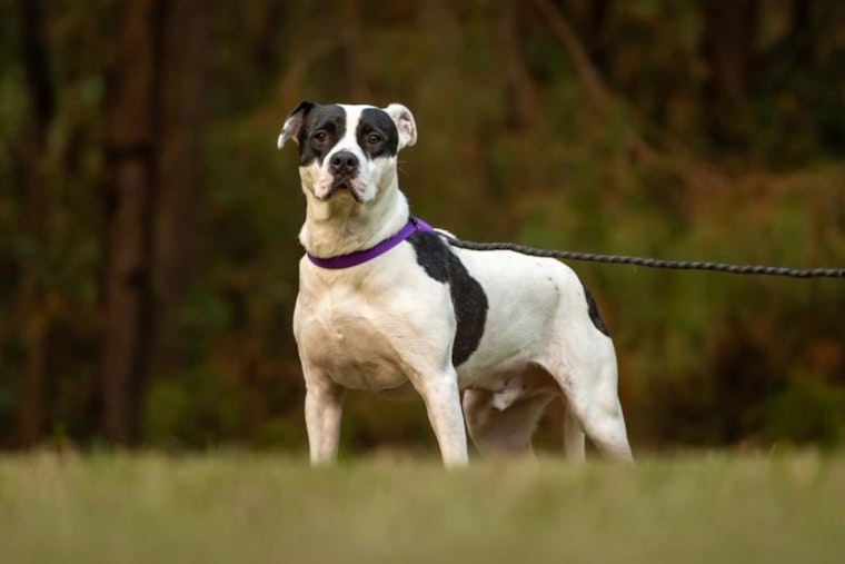 Wake County Animal Center Offers Festive Adoption Discounts During "Home for the Holidays" Campaign