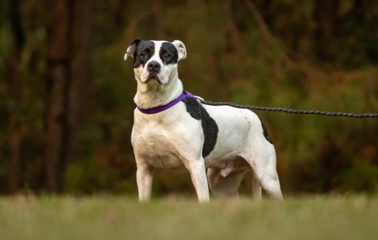 Wake County Animal Center Offers Festive Adoption Discounts During "Home for the Holidays" Campaign