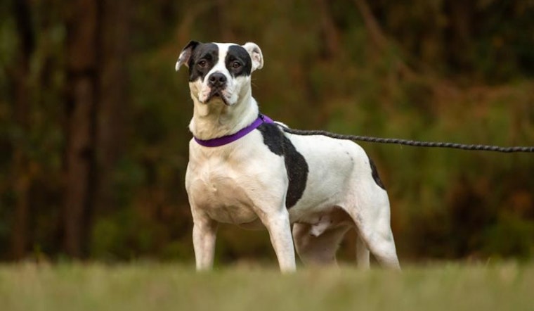 Wake County Animal Center Offers Festive Adoption Discounts During "Home for the Holidays" Campaign