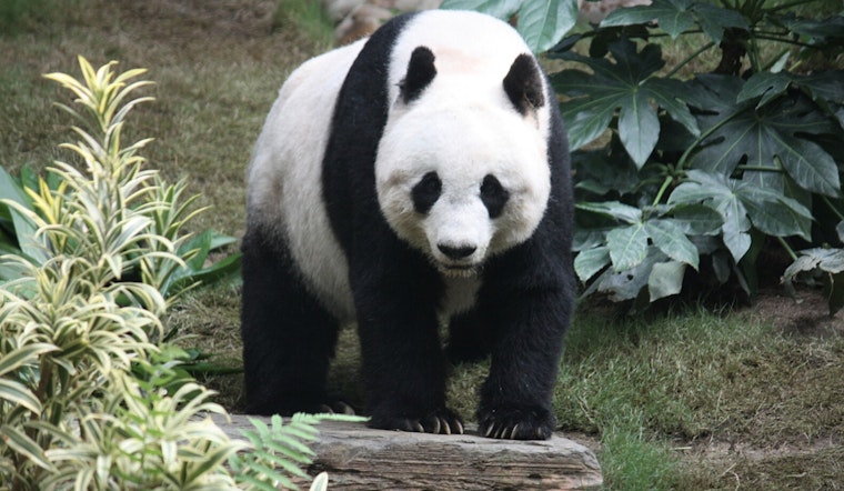 Washington D.C.'s New Pandas Delight in First Snow at National Zoo