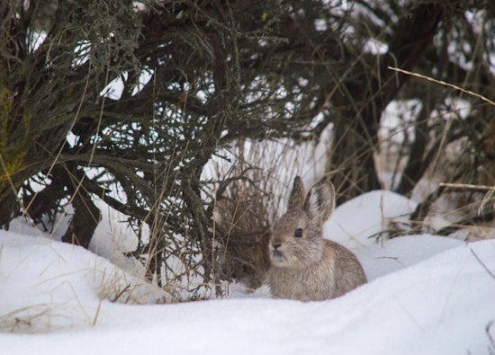Washington State Launches Drone Surveillance to Protect Endangered Columbia Basin Pygmy Rabbits