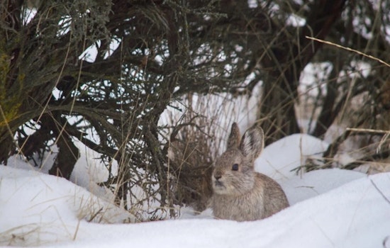 Washington State Launches Drone Surveillance to Protect Endangered Columbia Basin Pygmy Rabbits