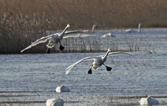 Washington State Launches Drone Surveys for Waterfowl Monitoring in Skagit, Snohomish, and Whatcom Counties
