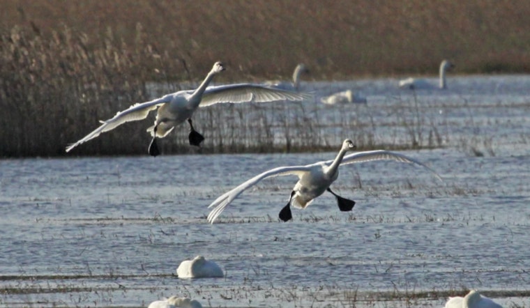 Washington State Launches Drone Surveys for Waterfowl Monitoring in Skagit, Snohomish, and Whatcom Counties
