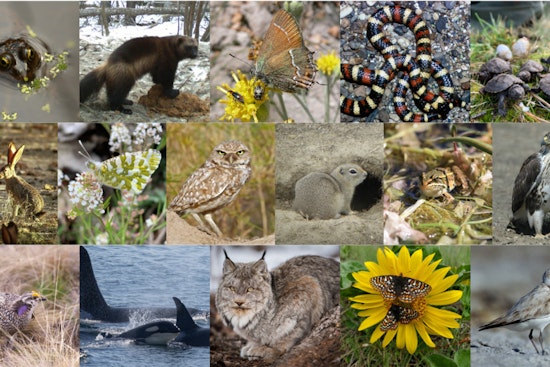 WDFW Offers $400,000 in Grants for Washington Wildlife Conservation Projects
