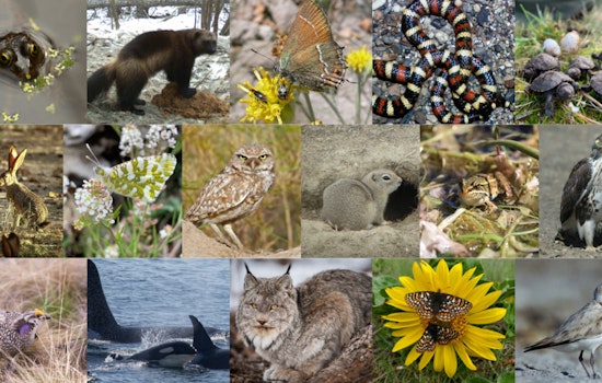 WDFW Offers $400,000 in Grants for Washington Wildlife Conservation Projects