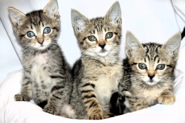 West Palm Beach's The Ranch Rescue Aids Over 50 Cats from Hoarding Case, Seeks Fosters and Donations
