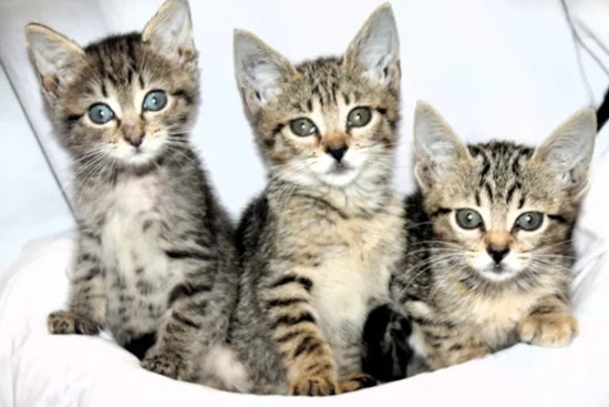 West Palm Beach's The Ranch Rescue Aids Over 50 Cats from Hoarding Case, Seeks Fosters and Donations