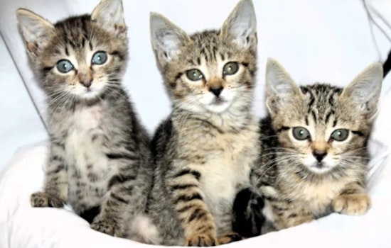 West Palm Beach's The Ranch Rescue Aids Over 50 Cats from Hoarding Case, Seeks Fosters and Donations