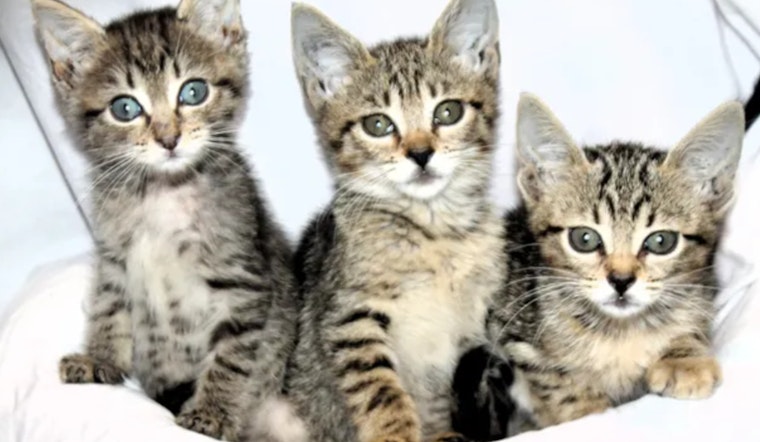 West Palm Beach's The Ranch Rescue Aids Over 50 Cats from Hoarding Case, Seeks Fosters and Donations