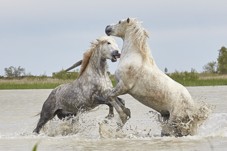 Wild Stallion Named Pyrite Shot Dead in Central Utah, Foundation Offers Reward for Conviction