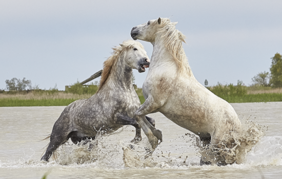 Wild Stallion Named Pyrite Shot Dead in Central Utah, Foundation Offers Reward for Conviction