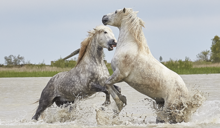 Wild Stallion Named Pyrite Shot Dead in Central Utah, Foundation Offers Reward for Conviction