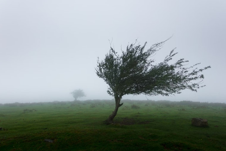 Wind Advisory Issued for Seattle: Brace for Gusts up to 45 MPH, Caution Urged on Roads