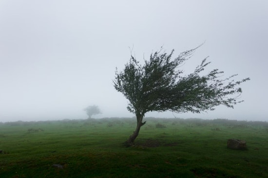 Wind Advisory Issued for Seattle: Brace for Gusts up to 45 MPH, Caution Urged on Roads