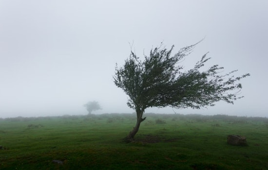 Wind Advisory Issued for Seattle: Brace for Gusts up to 45 MPH, Caution Urged on Roads