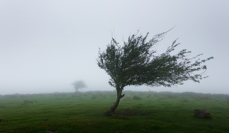 Wind Advisory Issued for Seattle: Brace for Gusts up to 45 MPH, Caution Urged on Roads