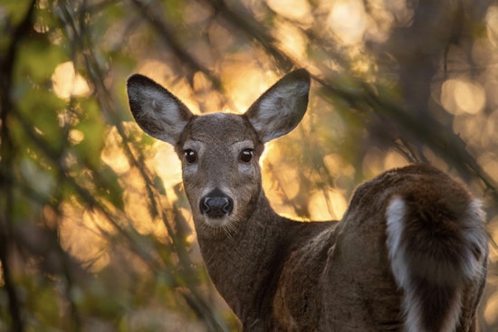 Wisconsin DNR Invites Public Feedback on Proposed Deer Management Adjustments at Upcoming Open Houses