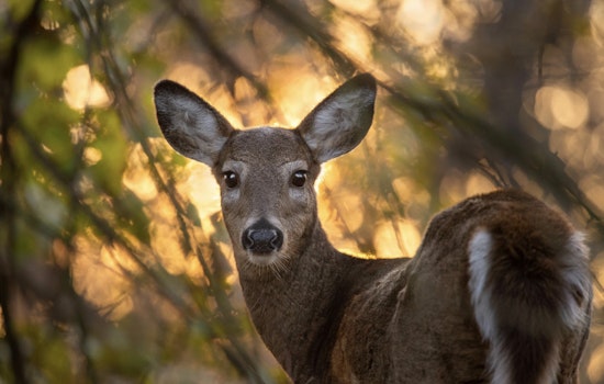 Wisconsin DNR Invites Public Feedback on Proposed Deer Management Adjustments at Upcoming Open Houses