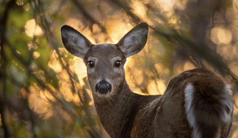 Wisconsin DNR Invites Public Feedback on Proposed Deer Management Adjustments at Upcoming Open Houses