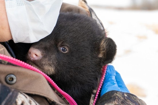 Wisconsin DNR Solicits Public Help in Black Bear Den Reports for Statewide Study