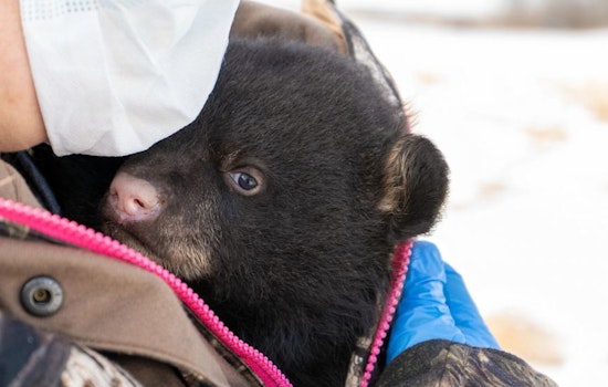 Wisconsin DNR Solicits Public Help in Black Bear Den Reports for Statewide Study