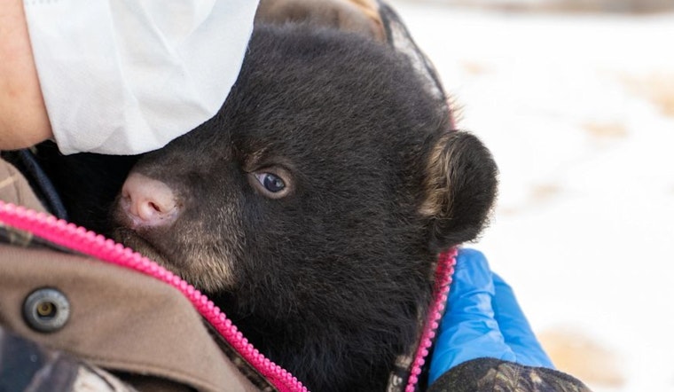 Wisconsin DNR Solicits Public Help in Black Bear Den Reports for Statewide Study