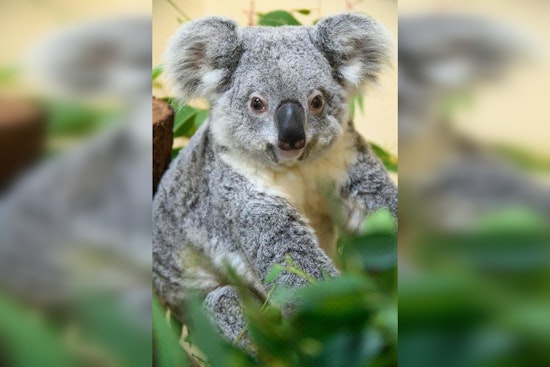 Zoo Miami Mourns the Loss of Beloved Koala Rinny, Cause of Death Under Investigation