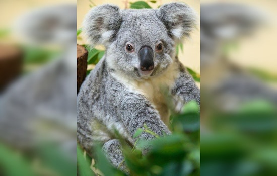 Zoo Miami Mourns the Loss of Beloved Koala Rinny, Cause of Death Under Investigation