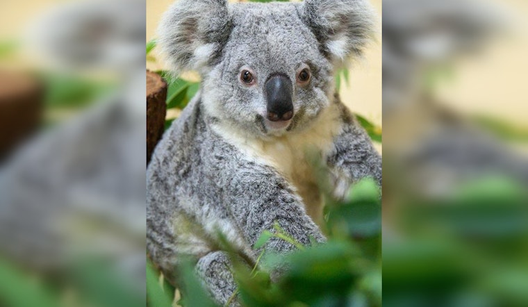 Zoo Miami Mourns the Loss of Beloved Koala Rinny, Cause of Death Under Investigation