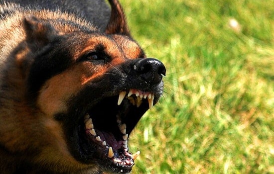 5-Year-Old Girl Fatally Mauled by Family Dogs in Covina Backyard