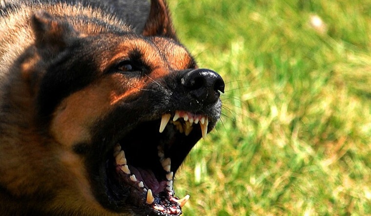5-Year-Old Girl Fatally Mauled by Family Dogs in Covina Backyard