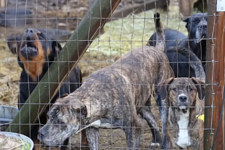 54 Animals Rescued in Roy Amid Allegations of Illegal Breeding and Cruelty
