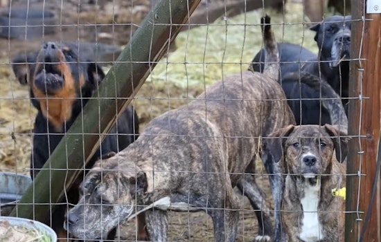 54 Animals Rescued in Roy Amid Allegations of Illegal Breeding and Cruelty