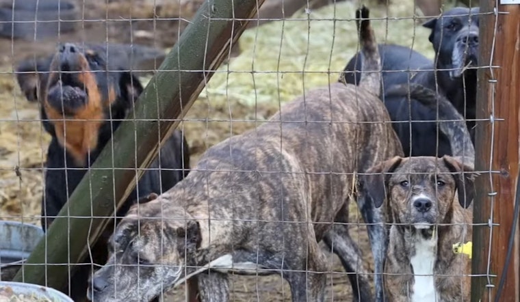 54 Animals Rescued in Roy Amid Allegations of Illegal Breeding and Cruelty