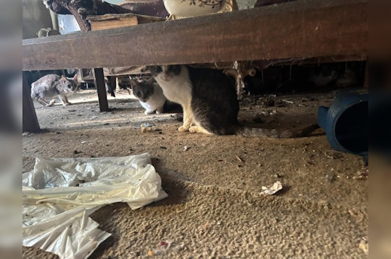ACCT Philly Advocates for Over 30 Cats Rescued from South Philadelphia Home Following Owner's Death