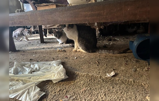 ACCT Philly Advocates for Over 30 Cats Rescued from South Philadelphia Home Following Owner's Death