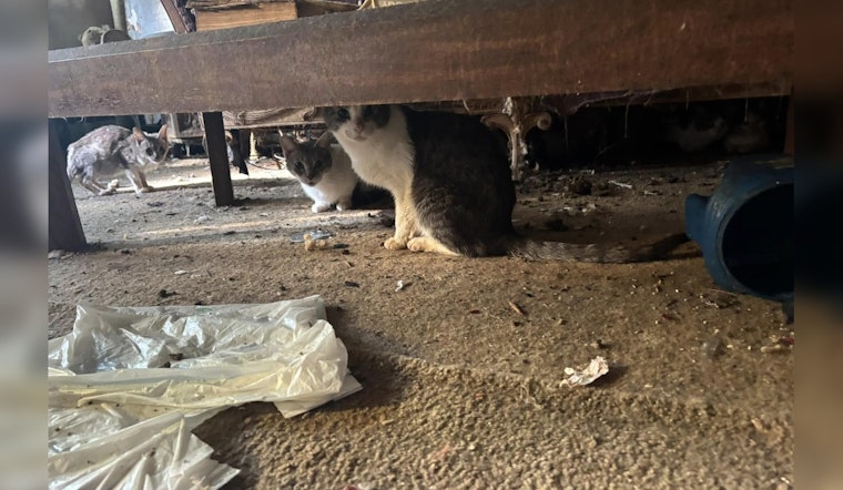 ACCT Philly Advocates for Over 30 Cats Rescued from South Philadelphia Home Following Owner's Death