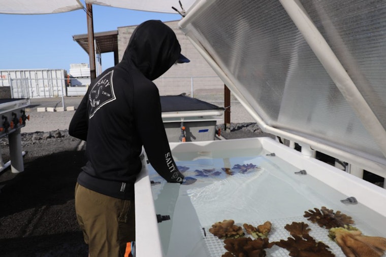 'Ākoʻakoʻa Coral Restoration Nursery Spearheads Marine Conservation Near Kona International Airport