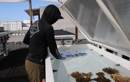 'Ākoʻakoʻa Coral Restoration Nursery Spearheads Marine Conservation Near Kona International Airport